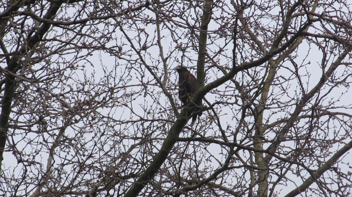Harris's Hawk - ML616205336