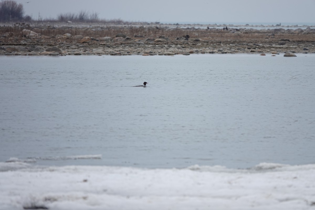 Common/Red-breasted Merganser - ML616205393