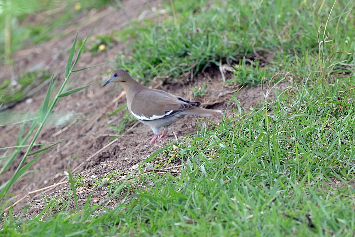 White-winged Dove - ML616205399