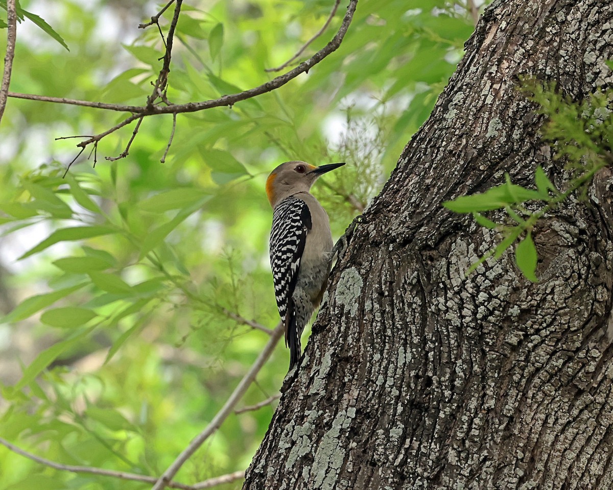 Golden-fronted Woodpecker - ML616205445