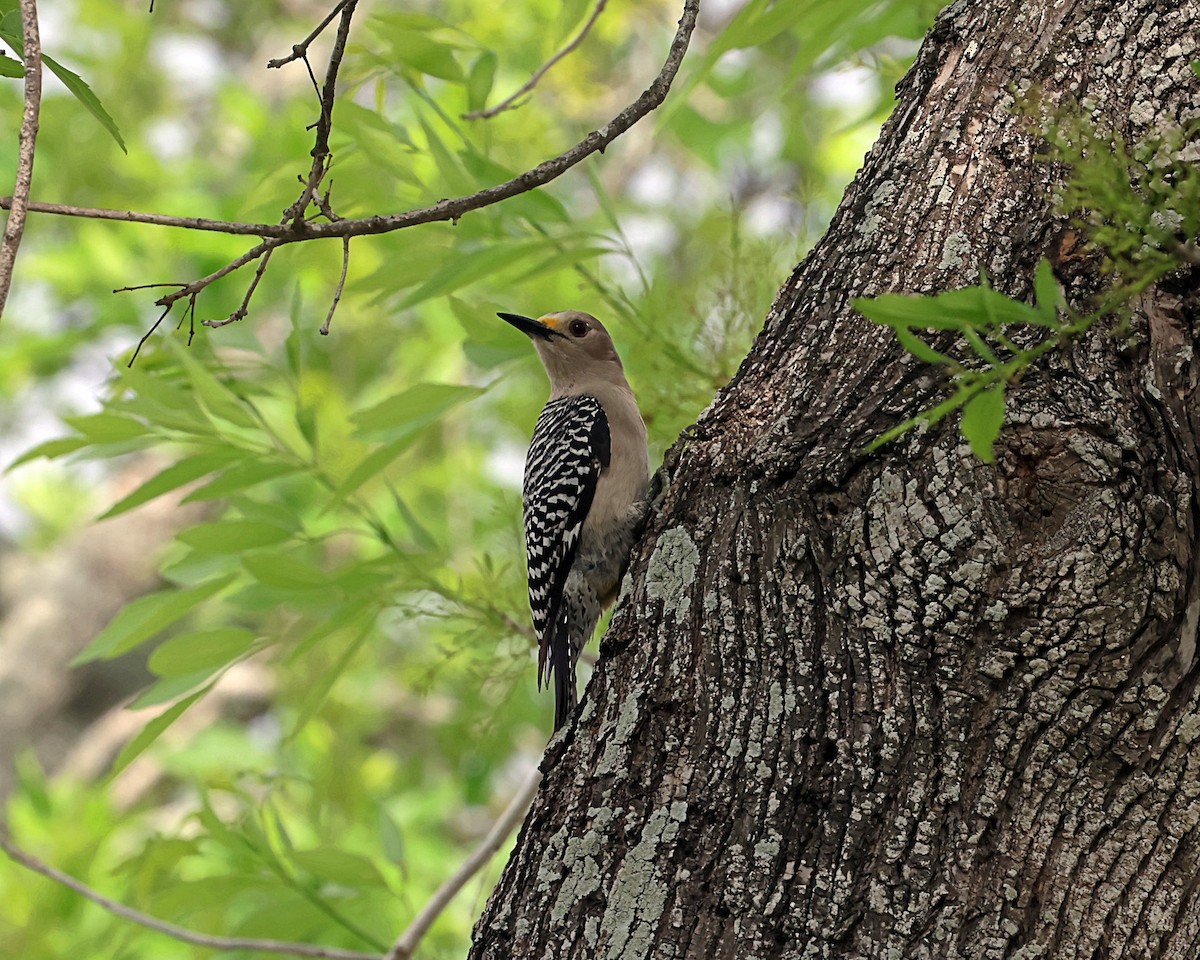 Golden-fronted Woodpecker - ML616205446