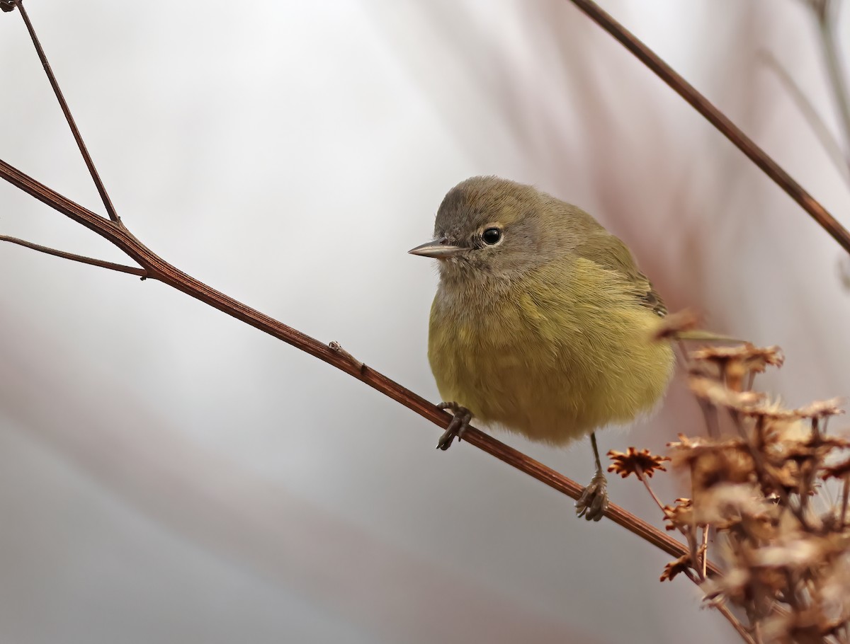 Orange-crowned Warbler - Jeremiah Trimble