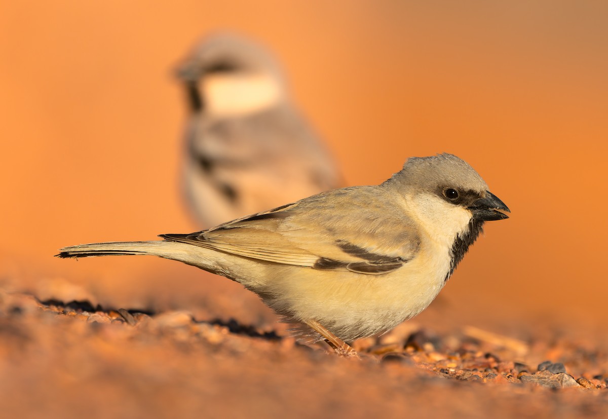 Desert Sparrow - ML616205451