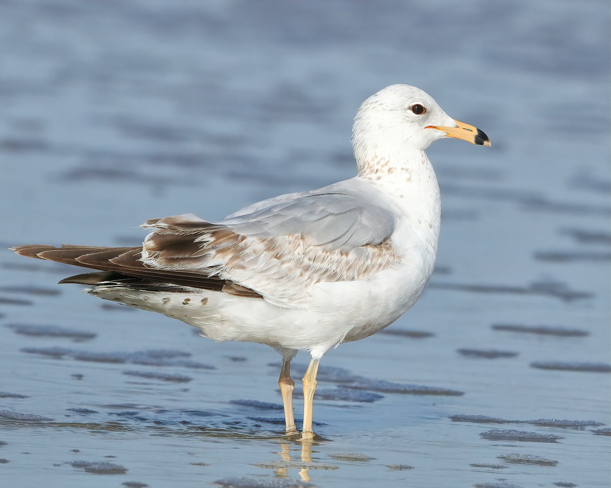 Ring-billed Gull - Mike Smith