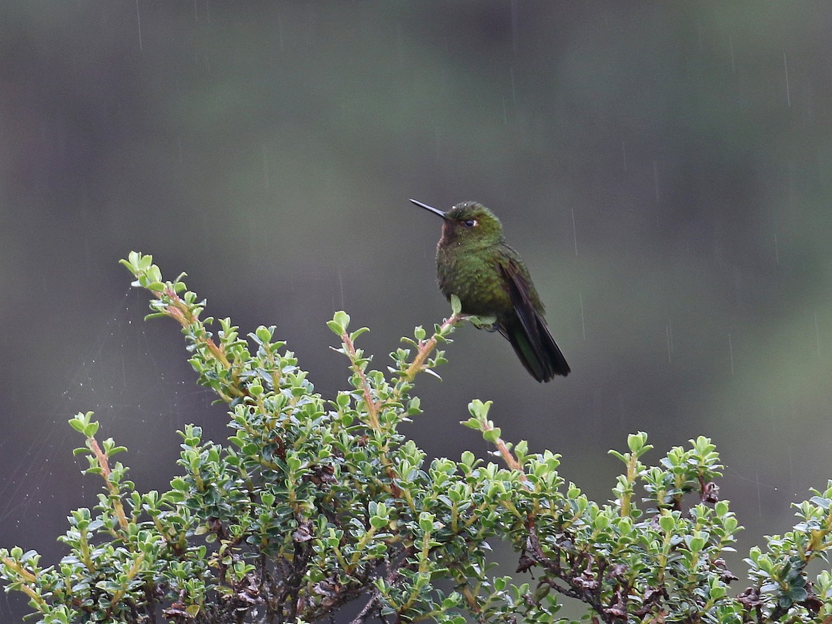 Metalura Verde - ML616205483