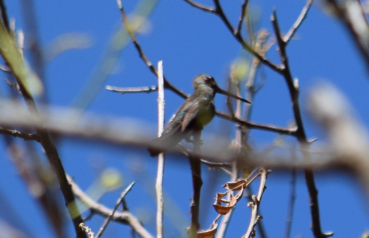 Long-billed Starthroat - ML616205547