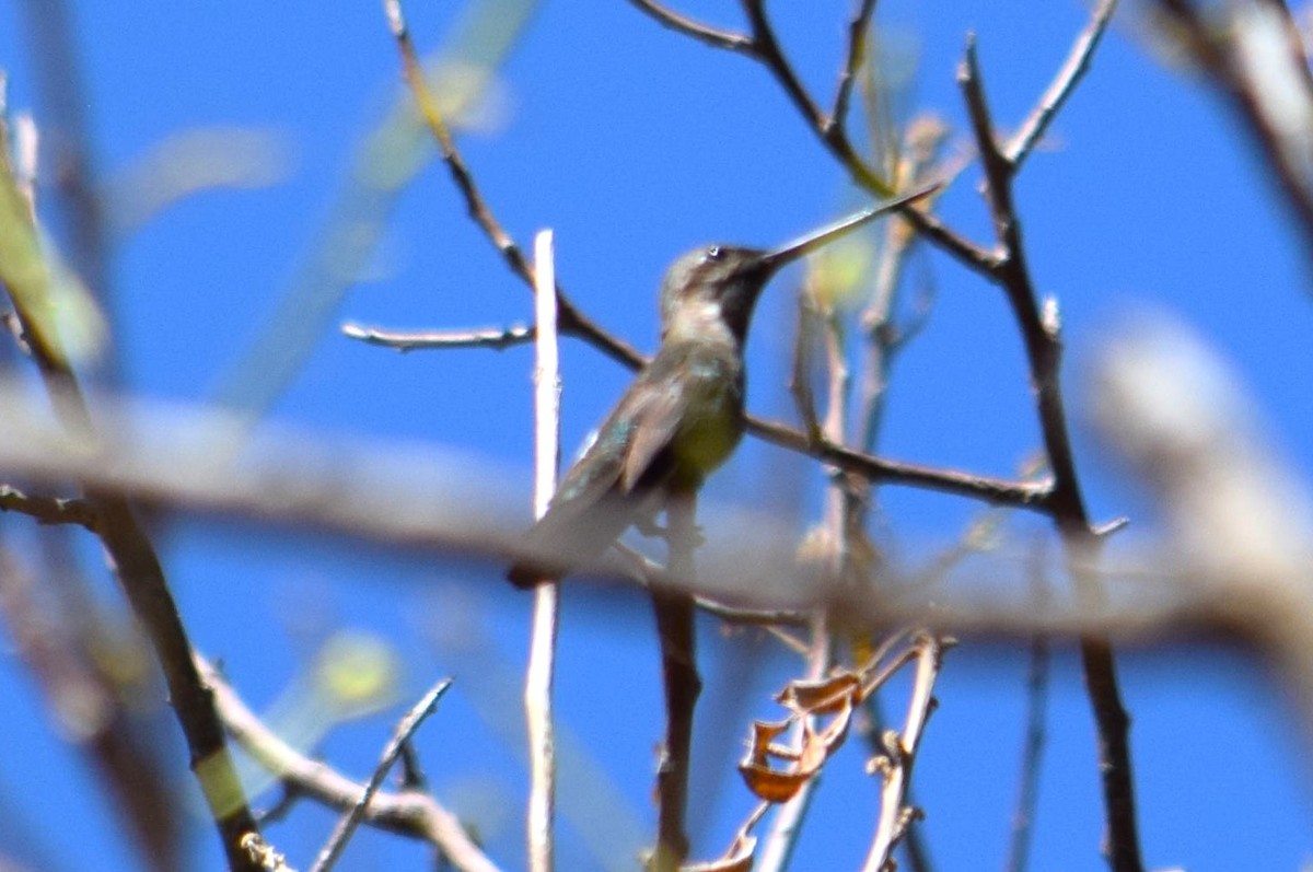 Long-billed Starthroat - Nestor Herrera