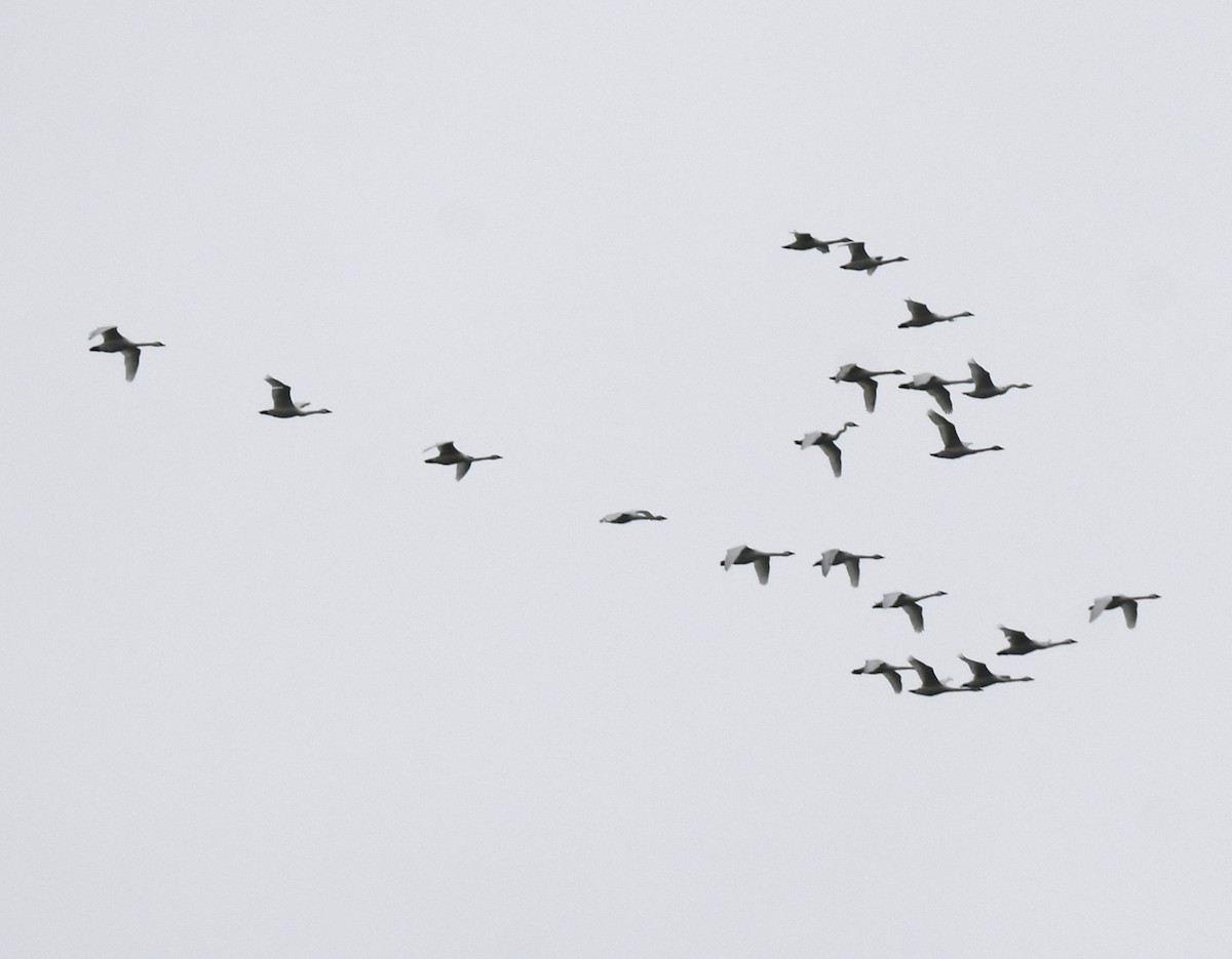 Tundra Swan - ML616205550