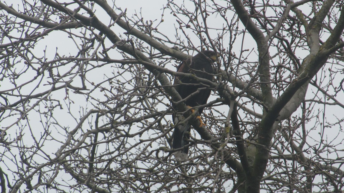 Harris's Hawk - ML616205559