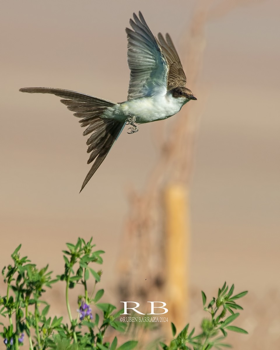 Fork-tailed Flycatcher - ML616205561