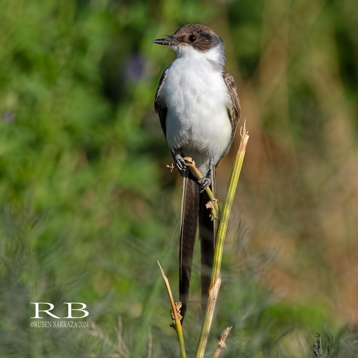 Fork-tailed Flycatcher - Rubén Barraza