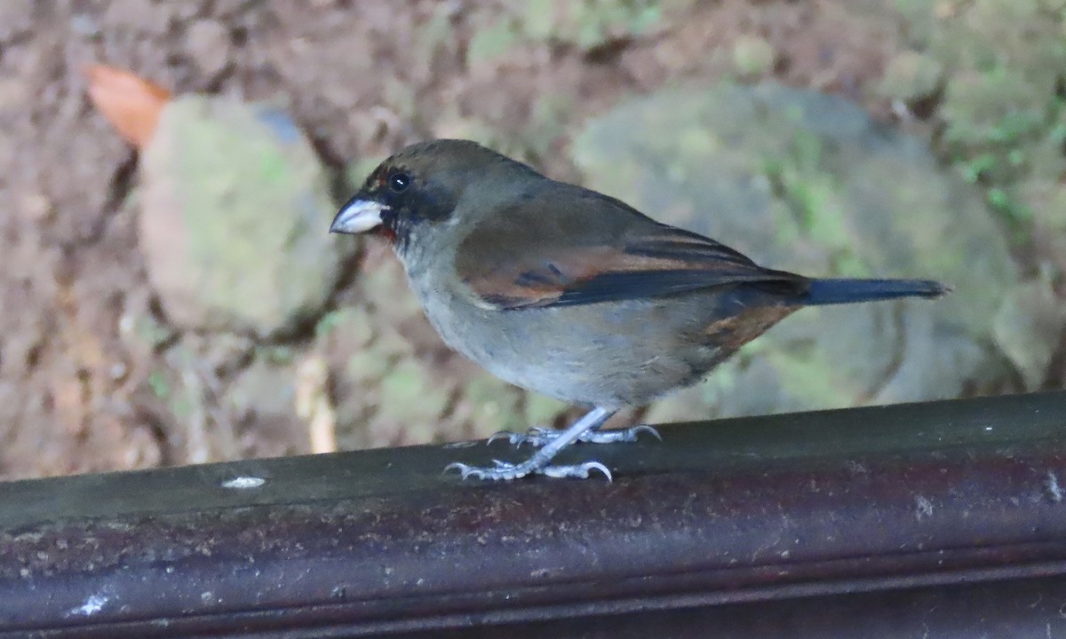 Lesser Antillean Bullfinch - ML616205653