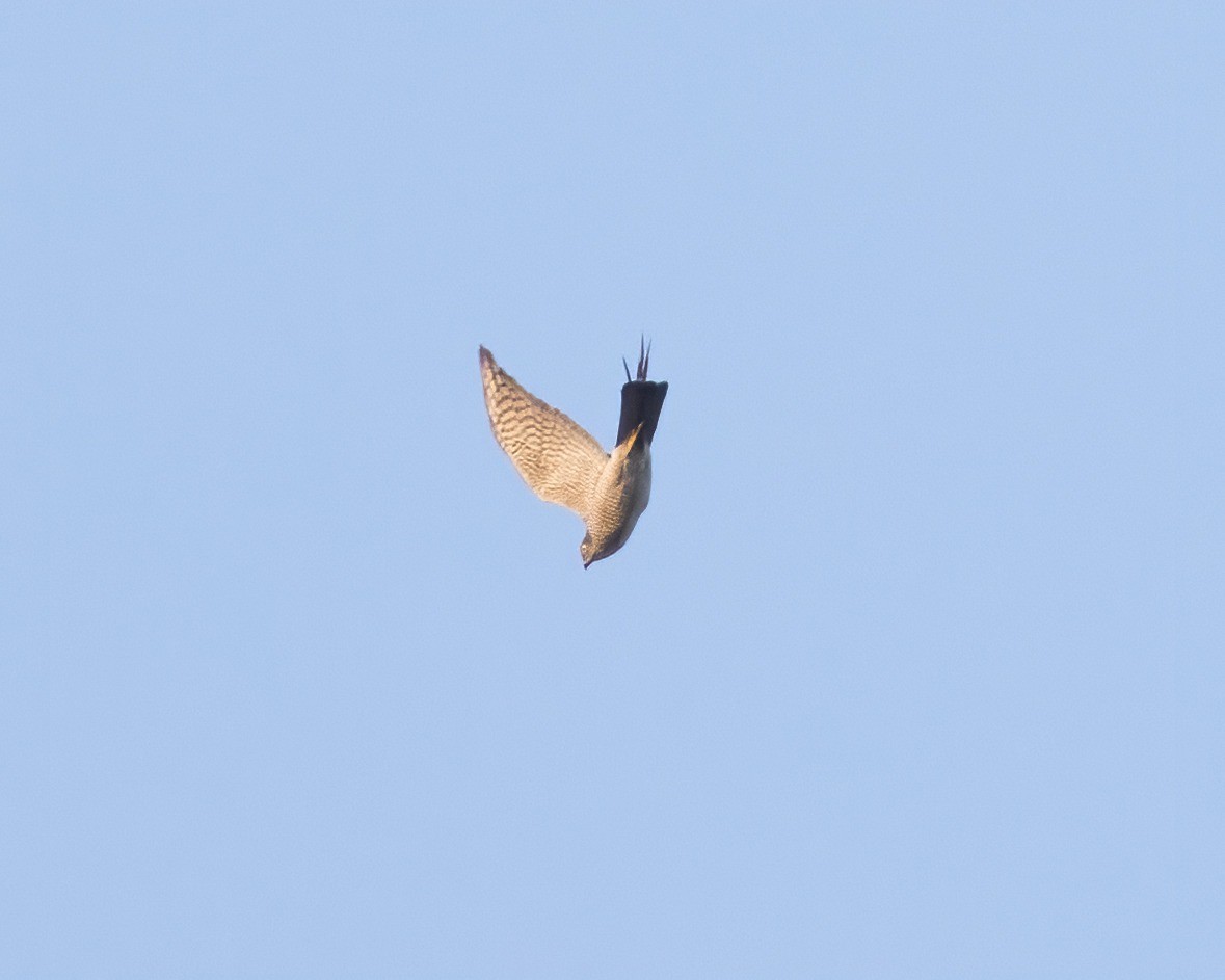 finkehauk - ML616205669