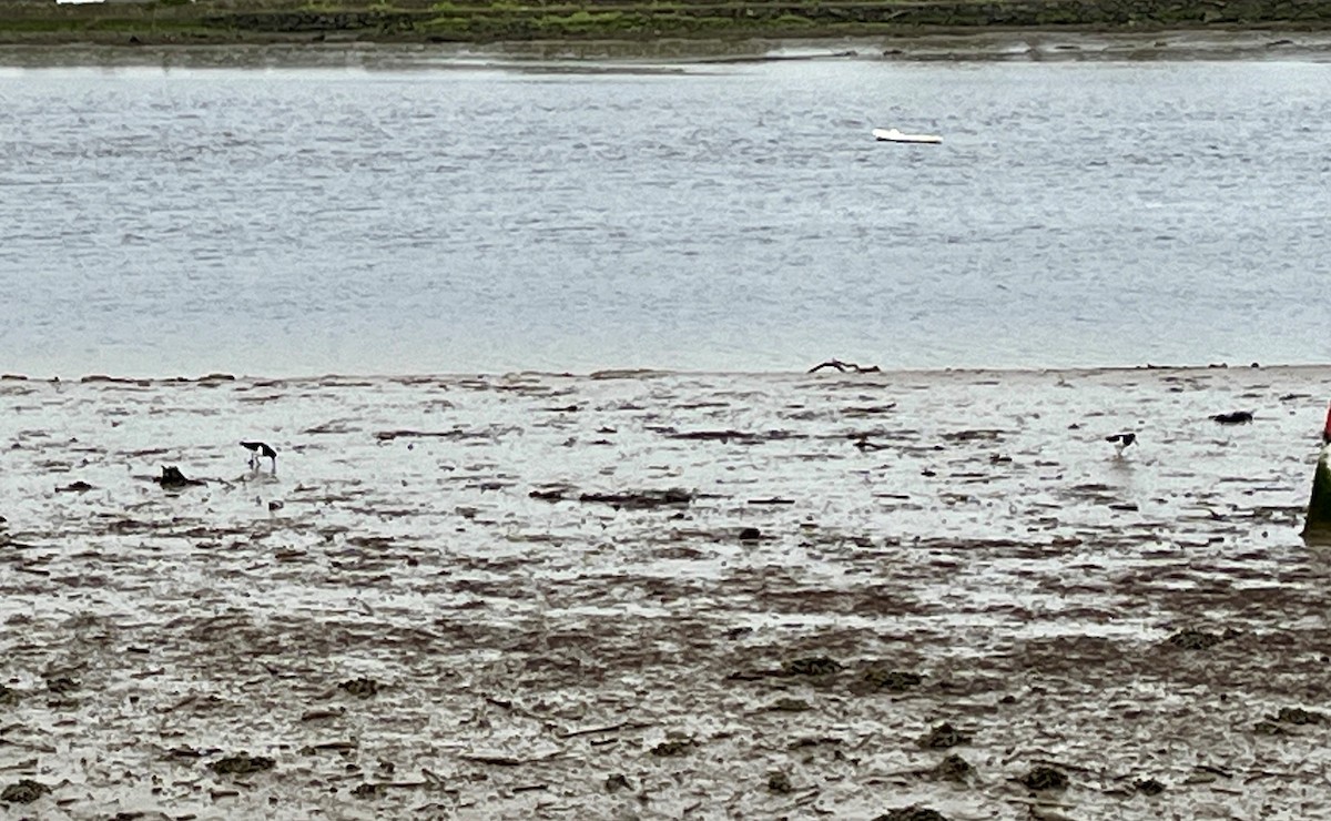 Eurasian Oystercatcher - ML616205679