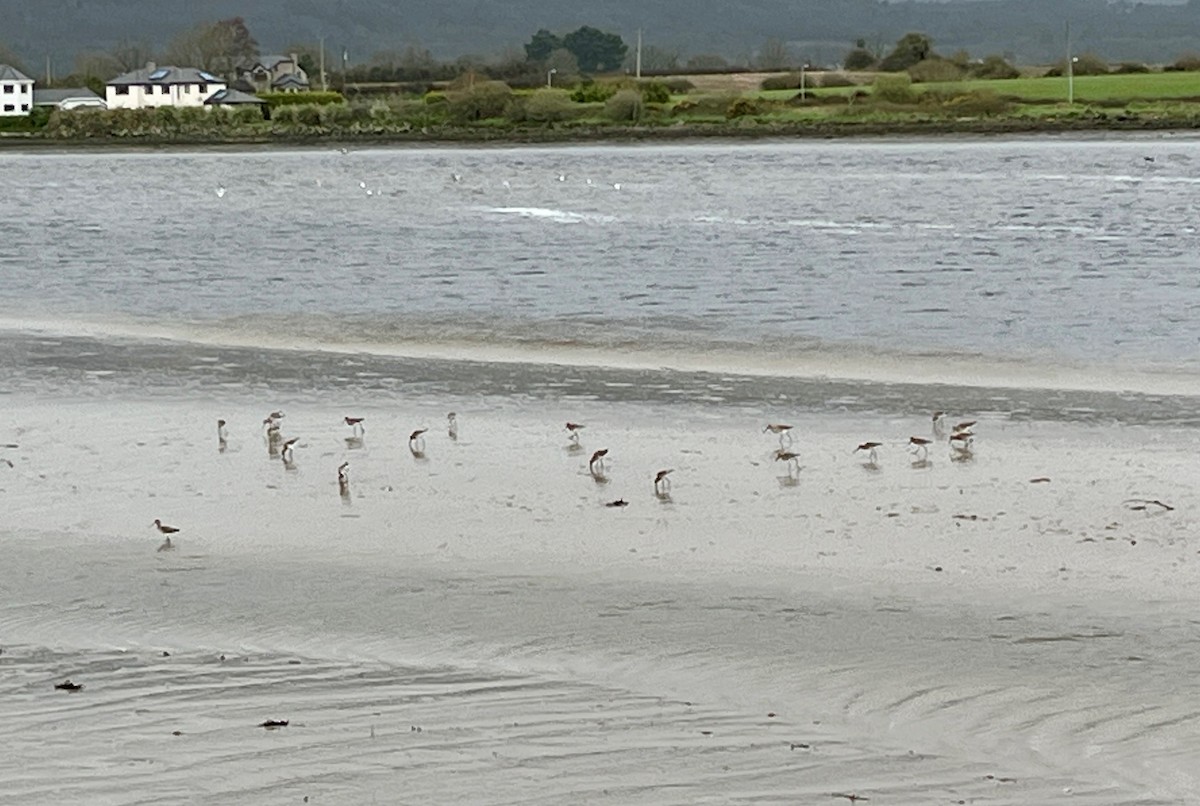 Bar-tailed Godwit - ML616205686