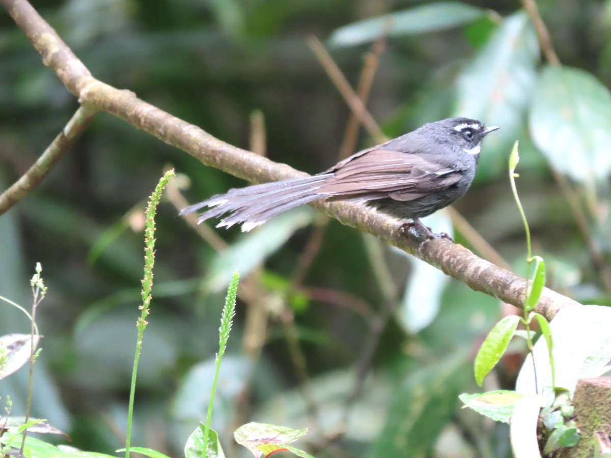 White-throated Fantail - ML616205705