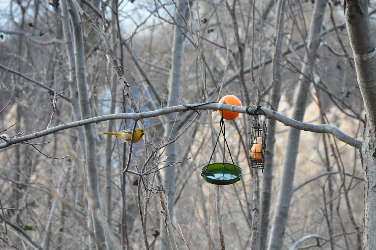 Bullock's Oriole - ML616205715