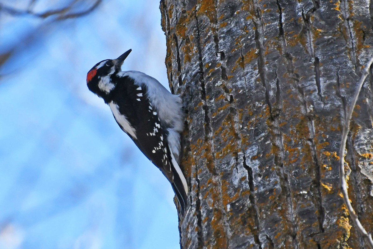 Hairy Woodpecker - jess garby