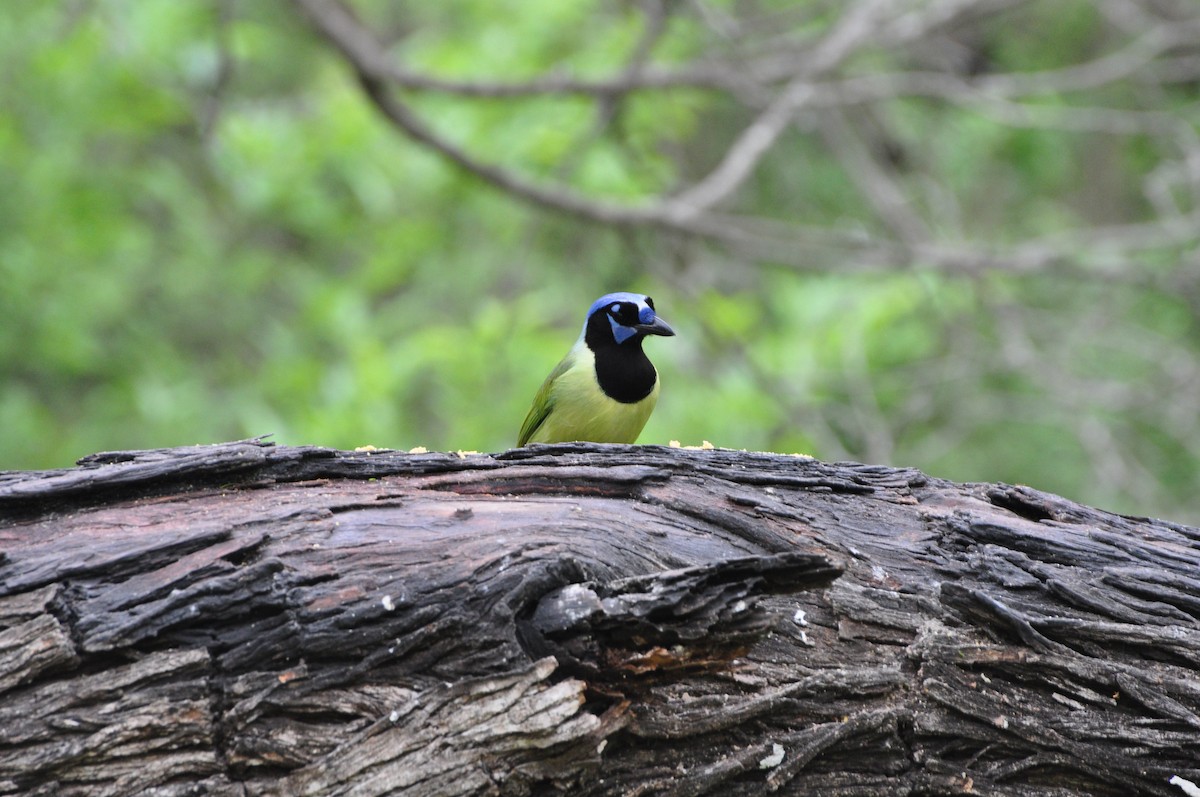 Green Jay - ML616205809