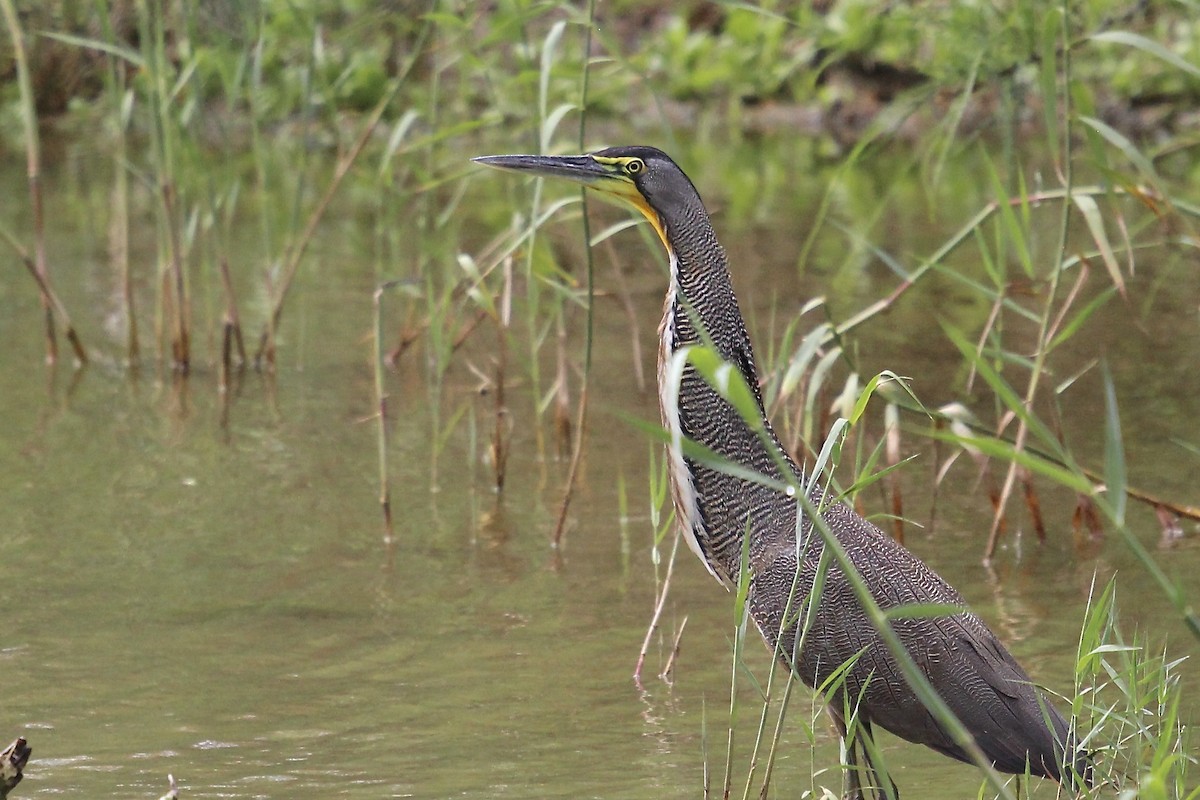 Bare-throated Tiger-Heron - ML616205813