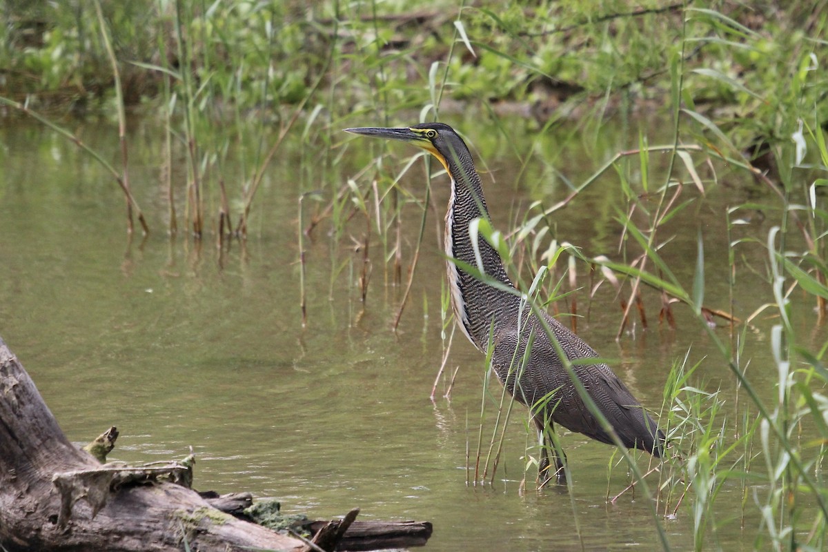 Bare-throated Tiger-Heron - ML616205814