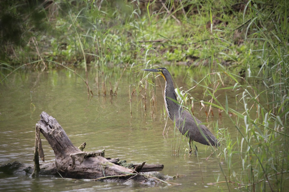 Bare-throated Tiger-Heron - ML616205815
