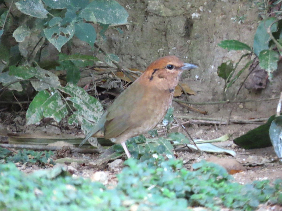 Rusty-naped Pitta - ML616205819