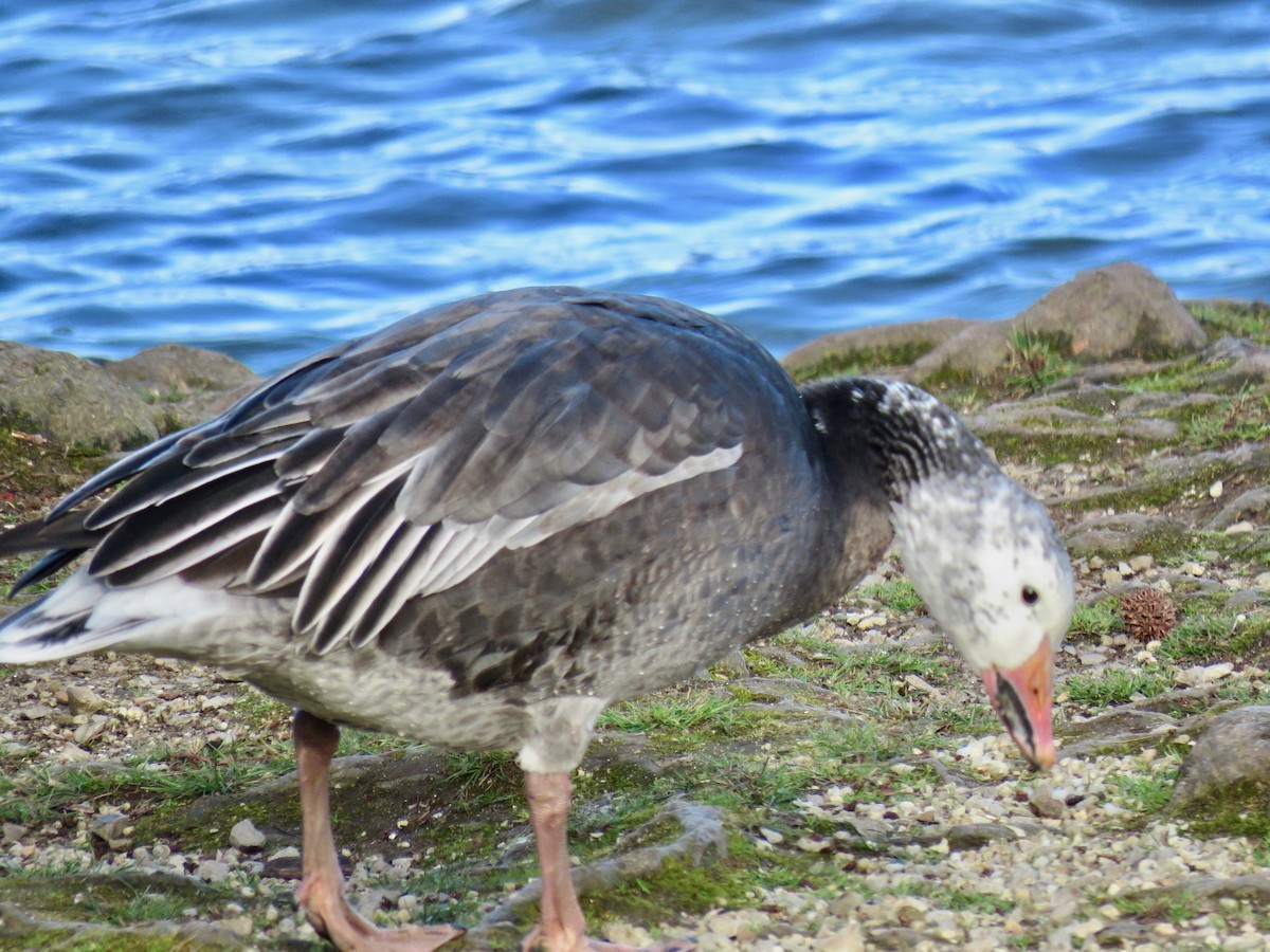 Snow Goose - ML616205847