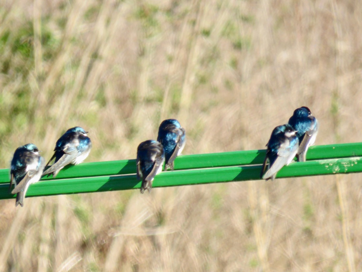 Tree Swallow - michele ramsey