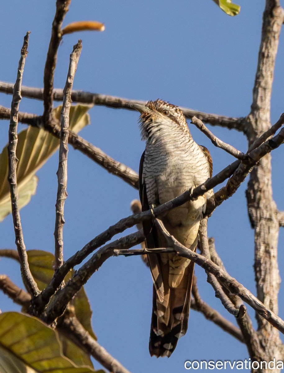 Banded Bay Cuckoo - ML616205909