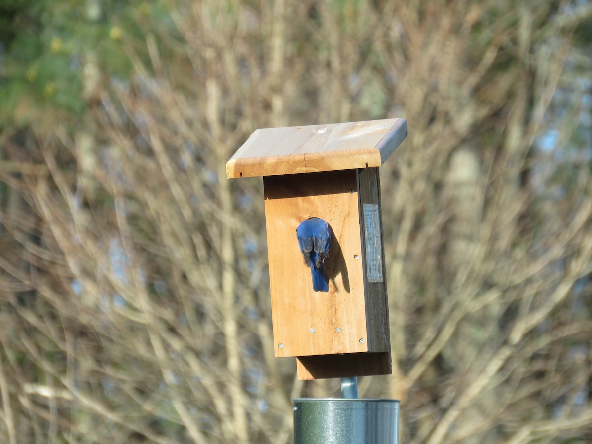 Eastern Bluebird - ML616205938