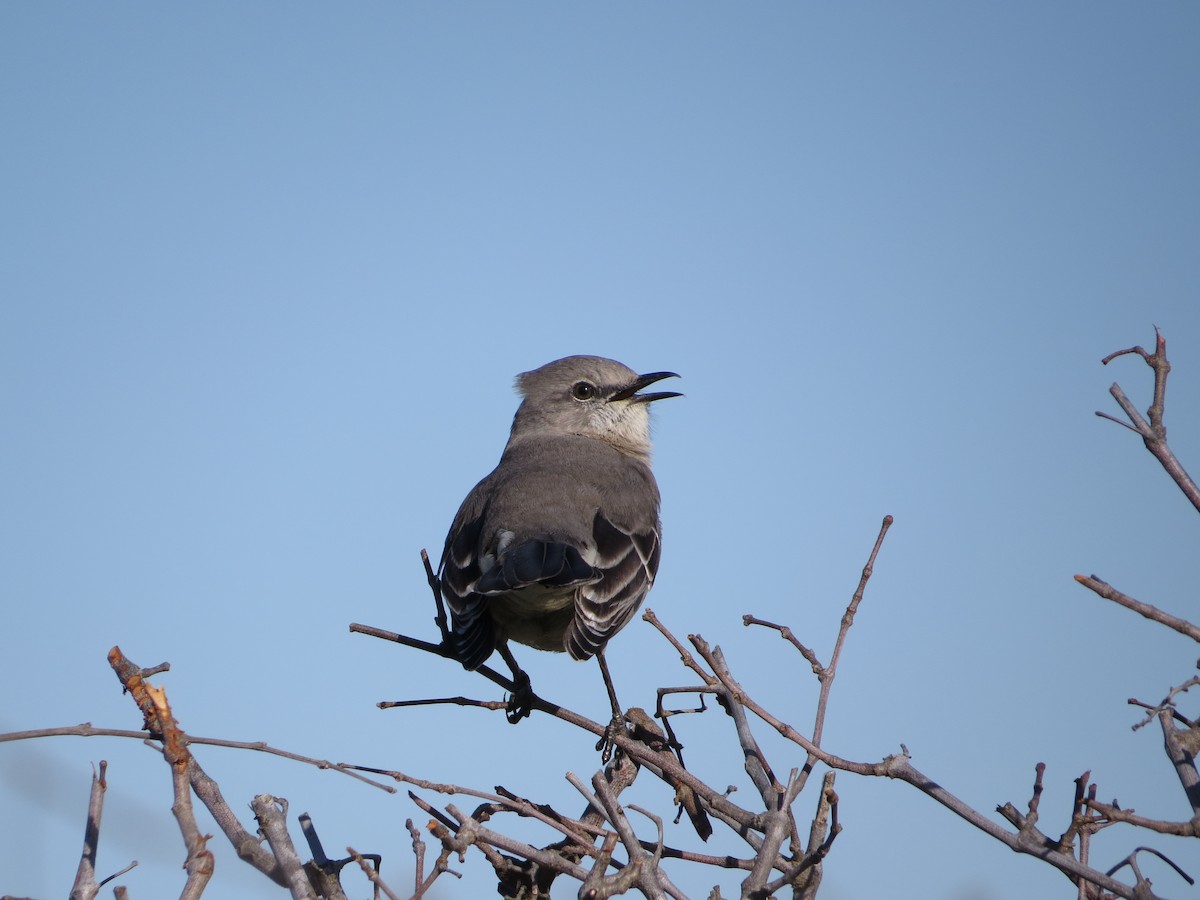 Northern Mockingbird - carolyn mcallaster