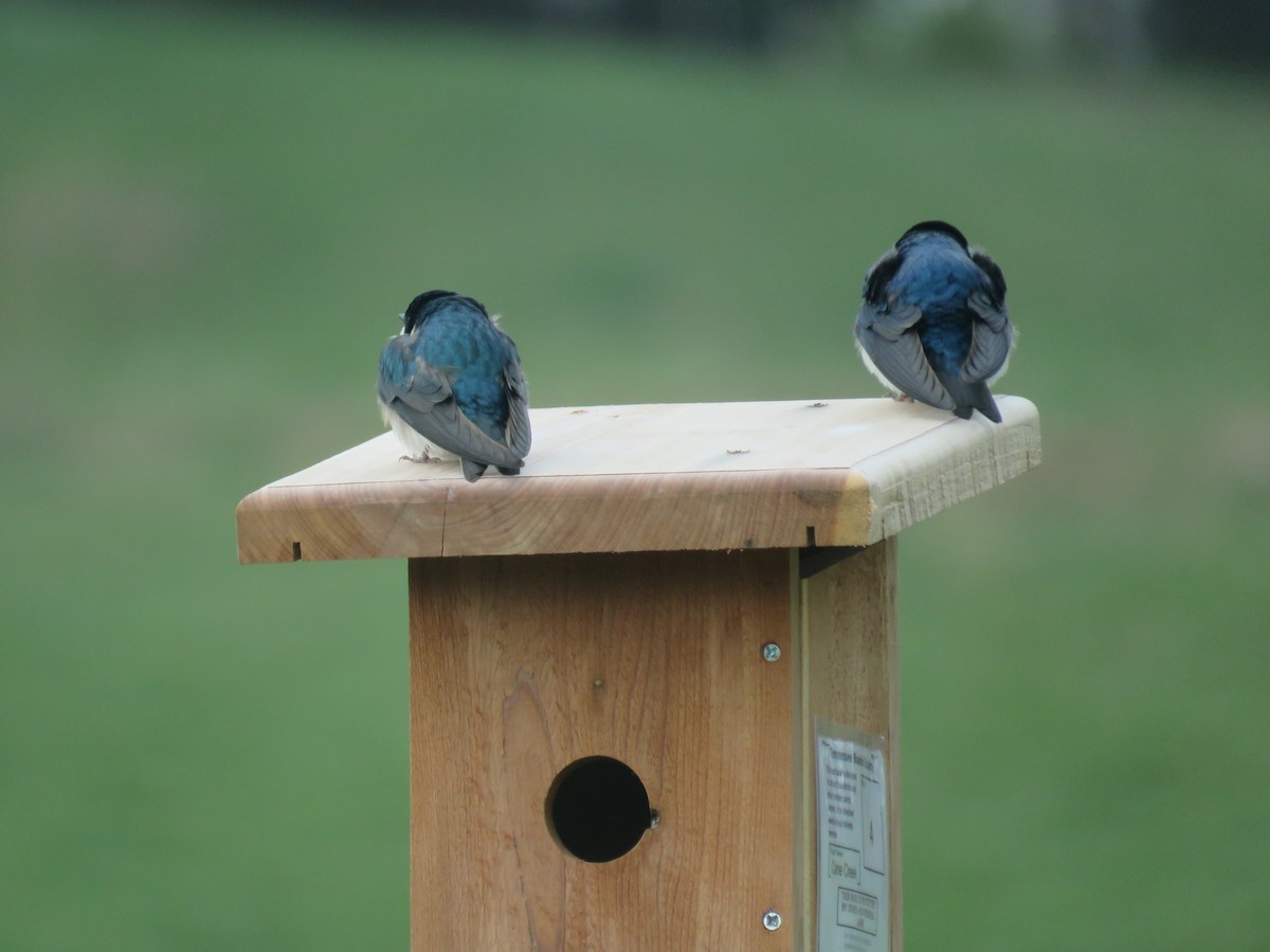 Tree Swallow - ML616205961