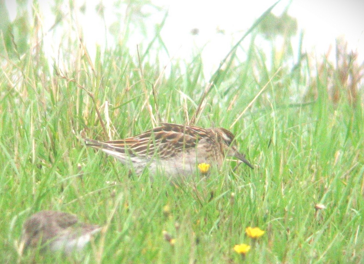 Sharp-tailed Sandpiper - ML616205964