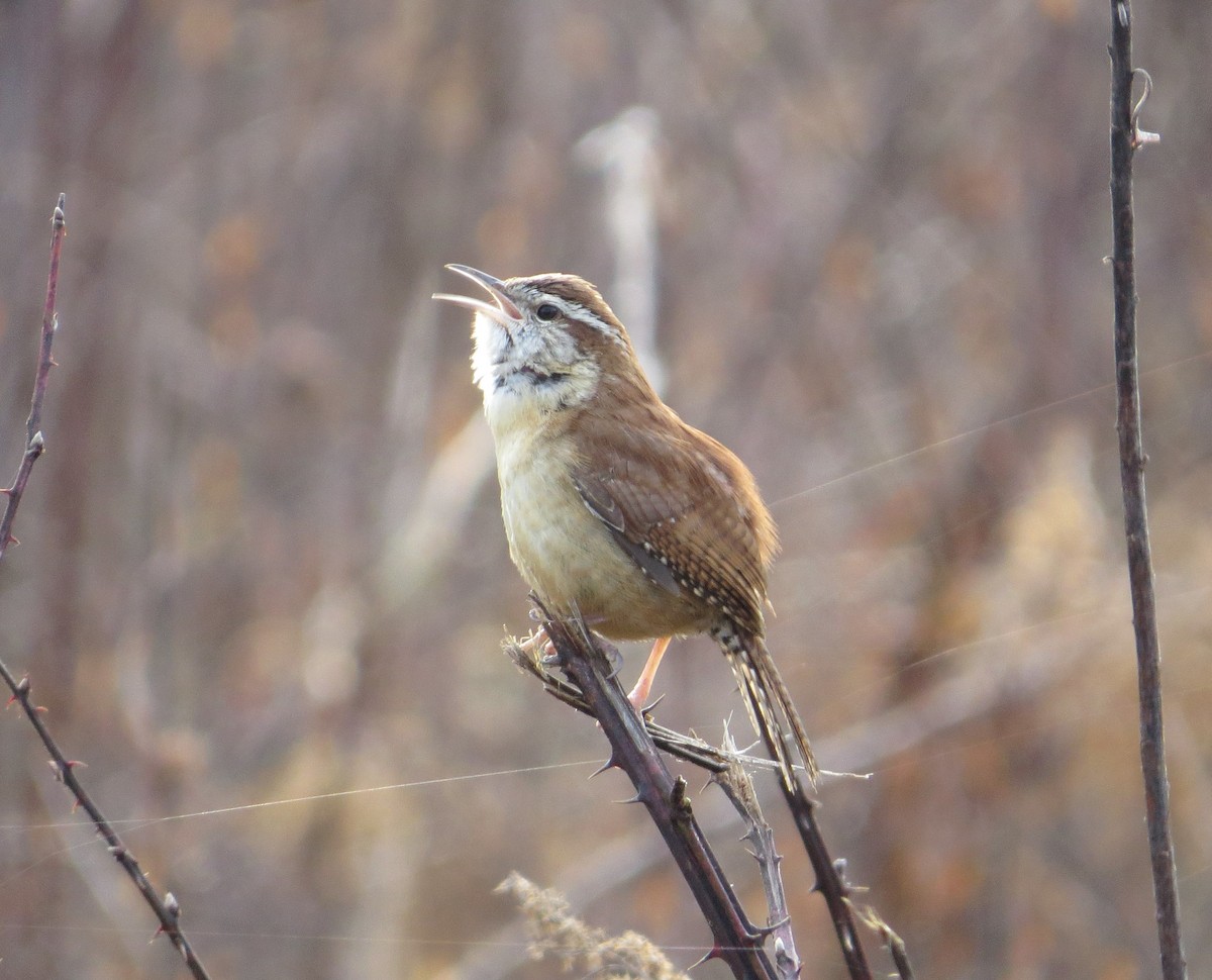 Carolina Wren - ML616205976