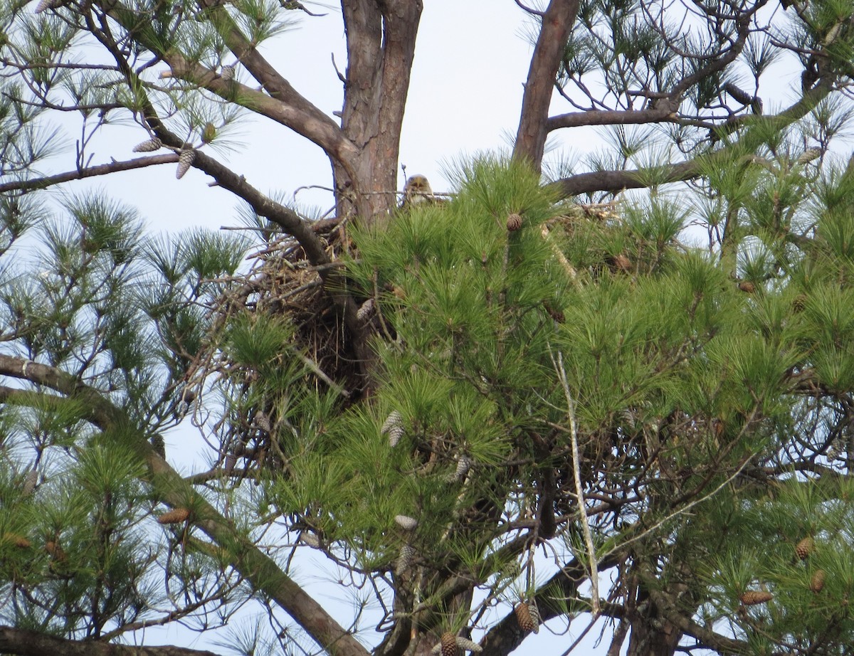 Bald Eagle - ML616206000