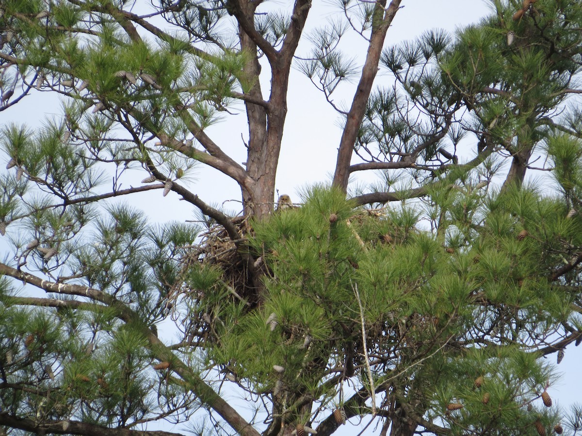 Bald Eagle - ML616206001