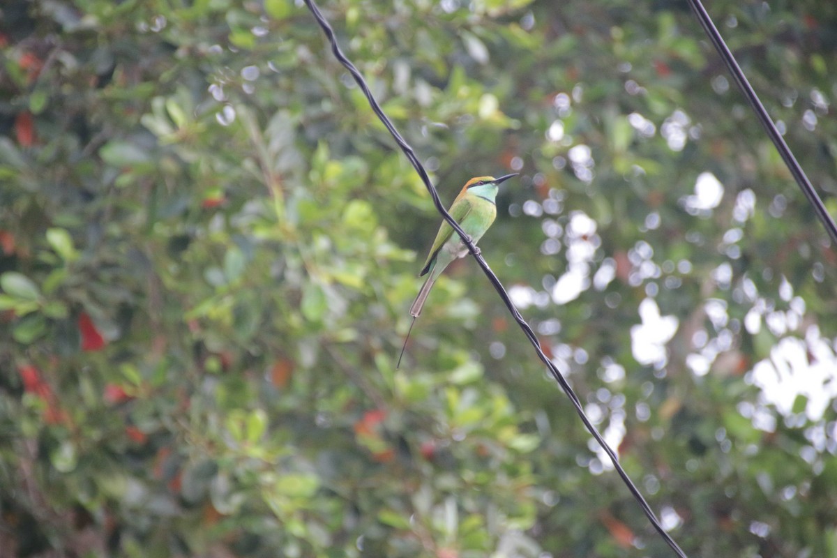 Asian Green Bee-eater - Chris Hofmann