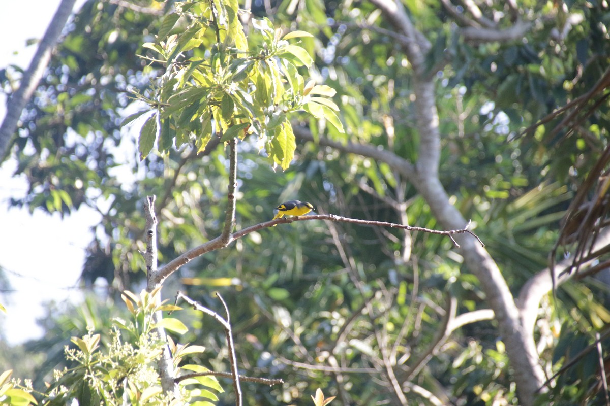 Orange Minivet - ML616206048