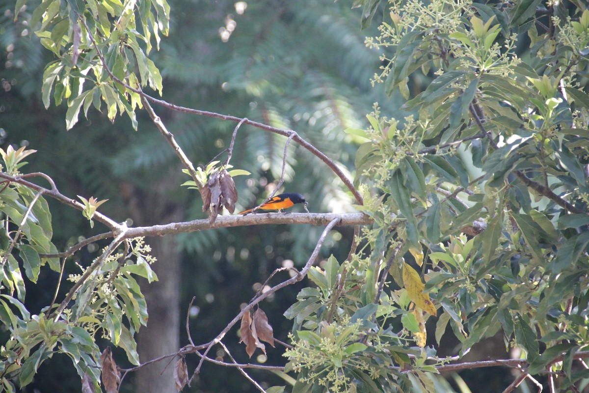 Orange Minivet - Chris Hofmann