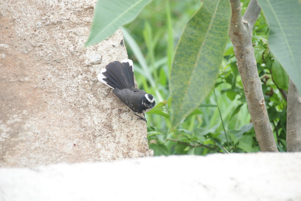 White-browed Fantail - Chris Hofmann