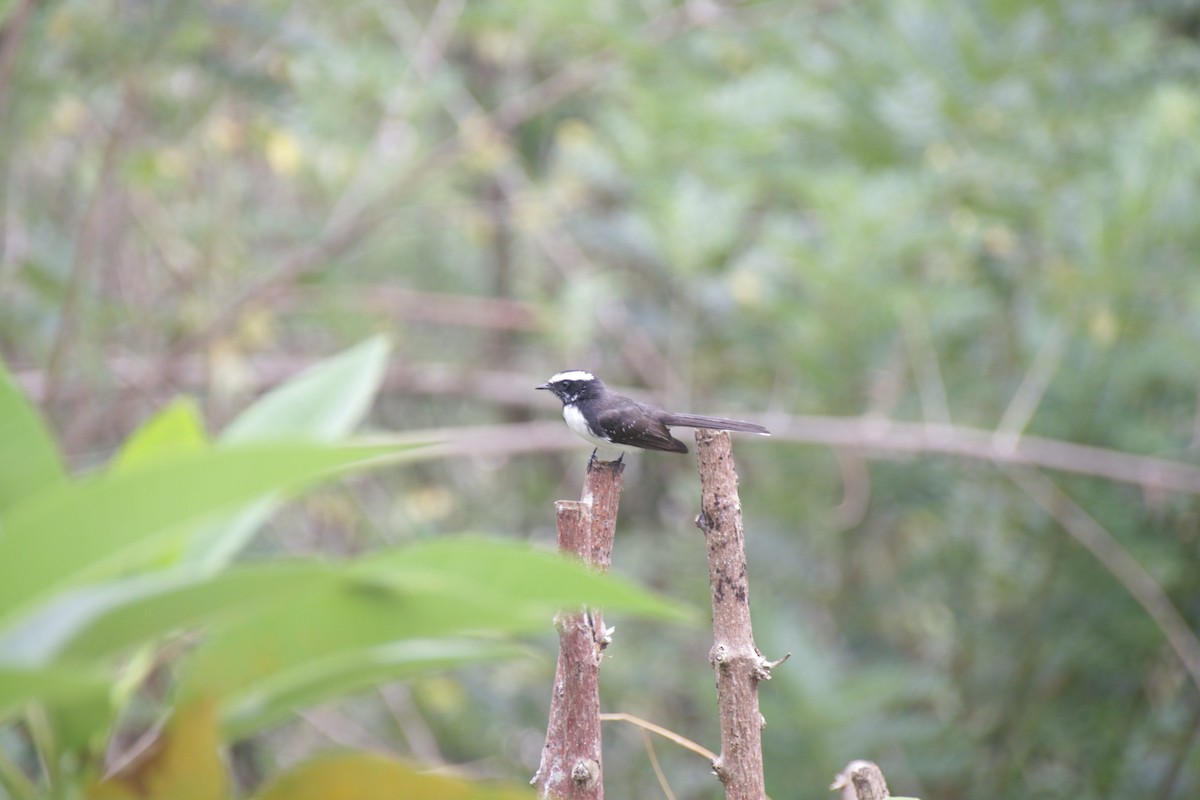 White-browed Fantail - Chris Hofmann