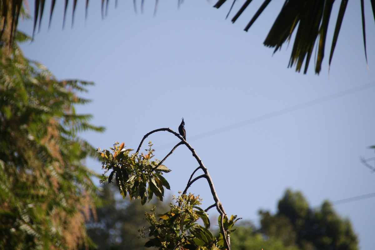 Loten's Sunbird - Chris Hofmann