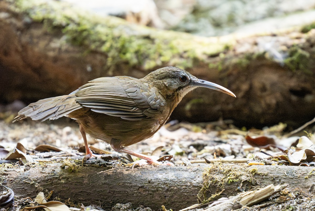 Short-tailed Scimitar-Babbler - Hanno Stamm