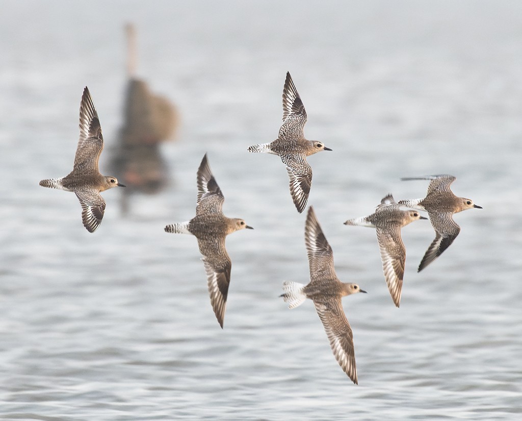 Black-bellied Plover - ML616206112