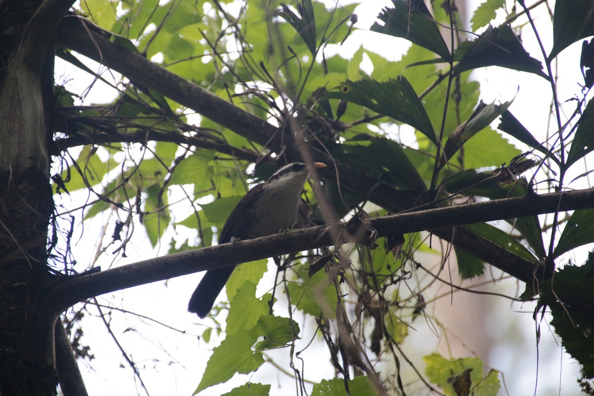 Sri Lanka Scimitar-Babbler - Chris Hofmann