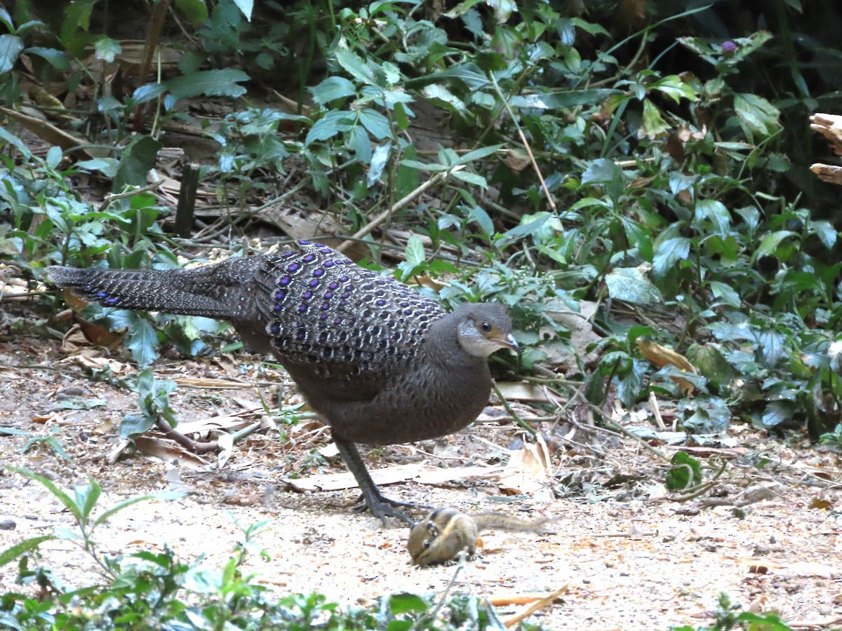 Gray Peacock-Pheasant - Todd Pepper