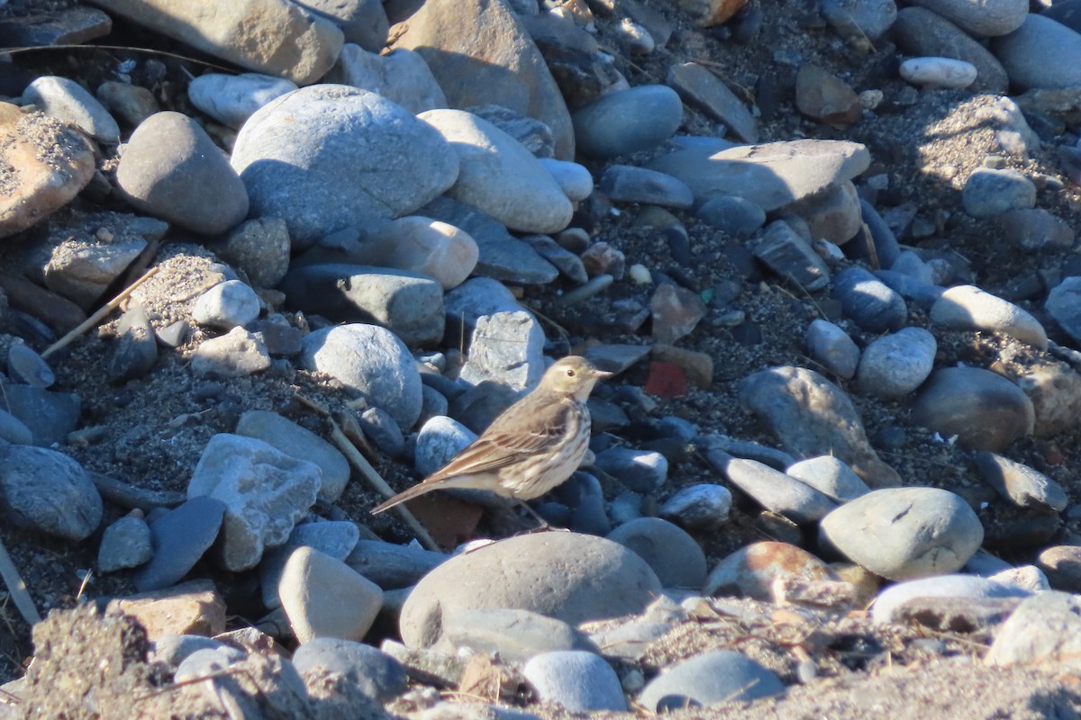 American Pipit - ML616206136