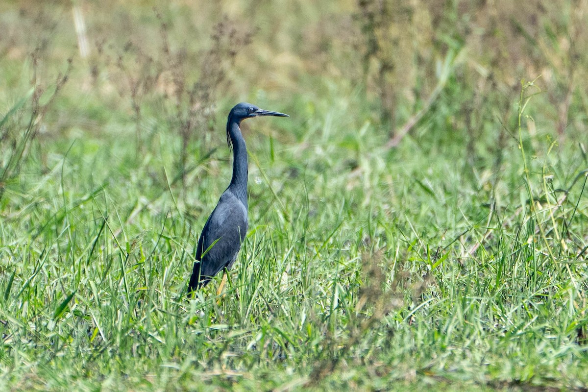 Slaty Egret - ML616206146