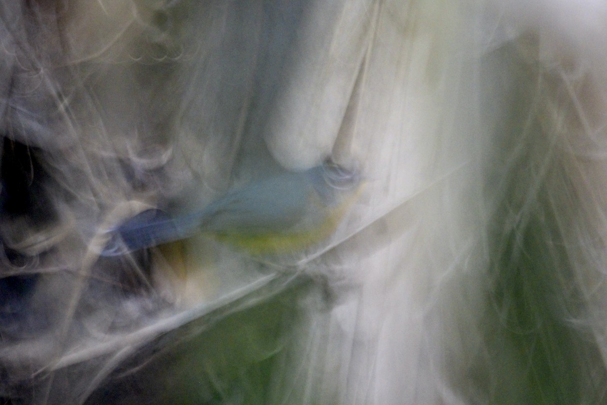 Fan-tailed Warbler - ML616206150